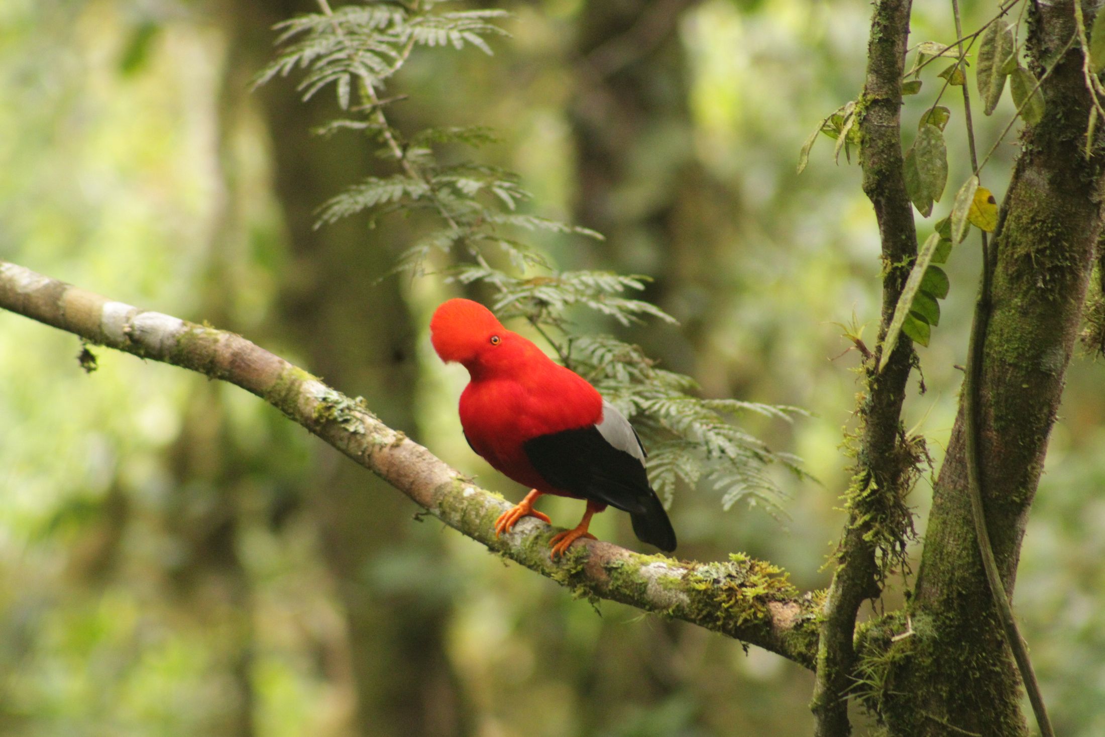 Bosque nublado · Gallo de la Peña