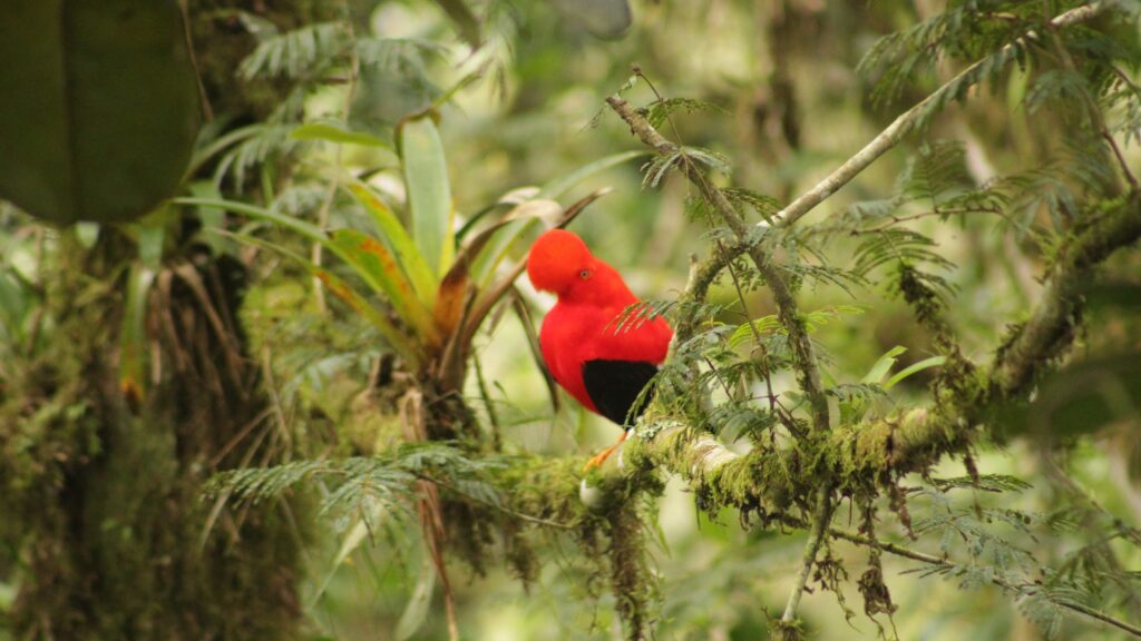 Gallo de la Peña macho entre bromelias y helechos