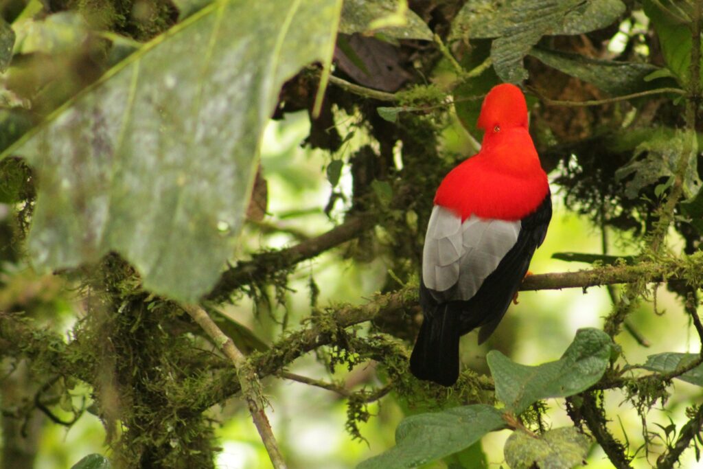 Gallo de la Peña macho de espaldas sobre una rama con musgo en el bosque nublado