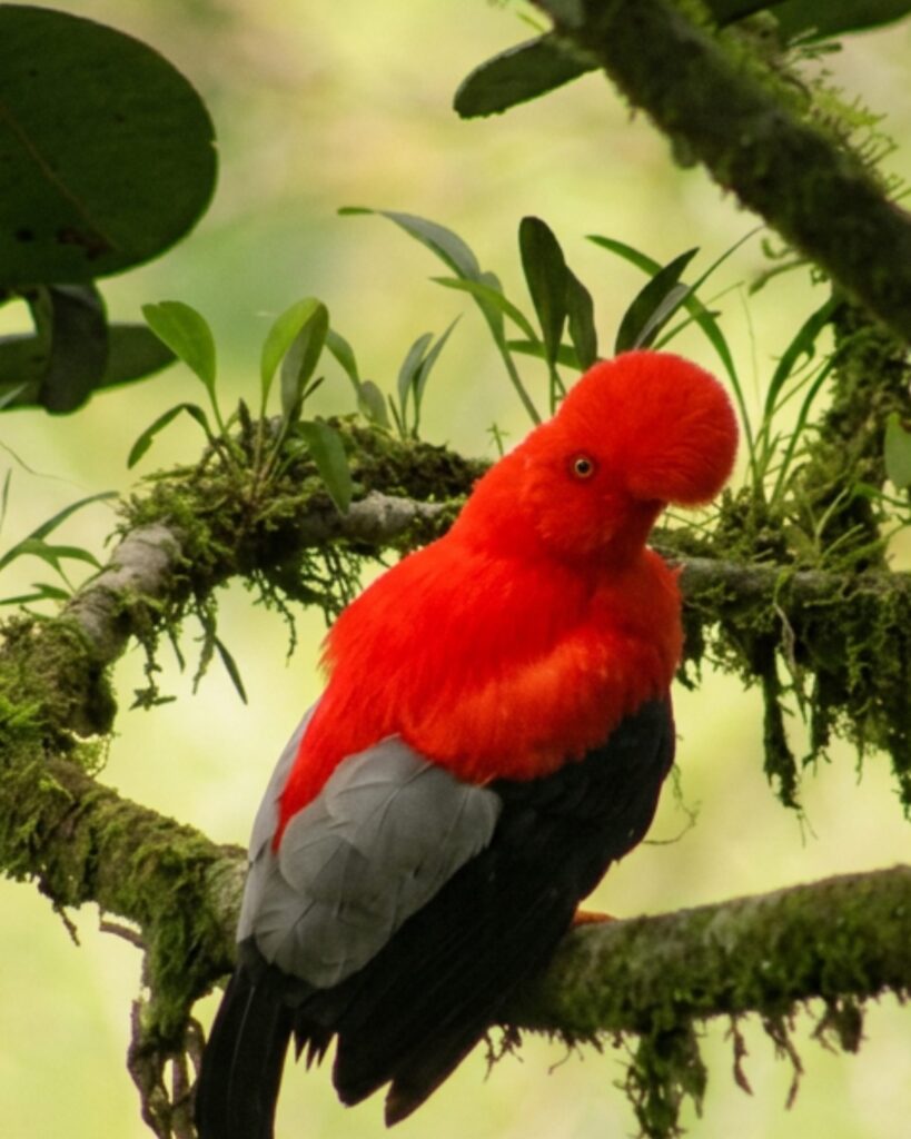 Gallo de la Peña macho
