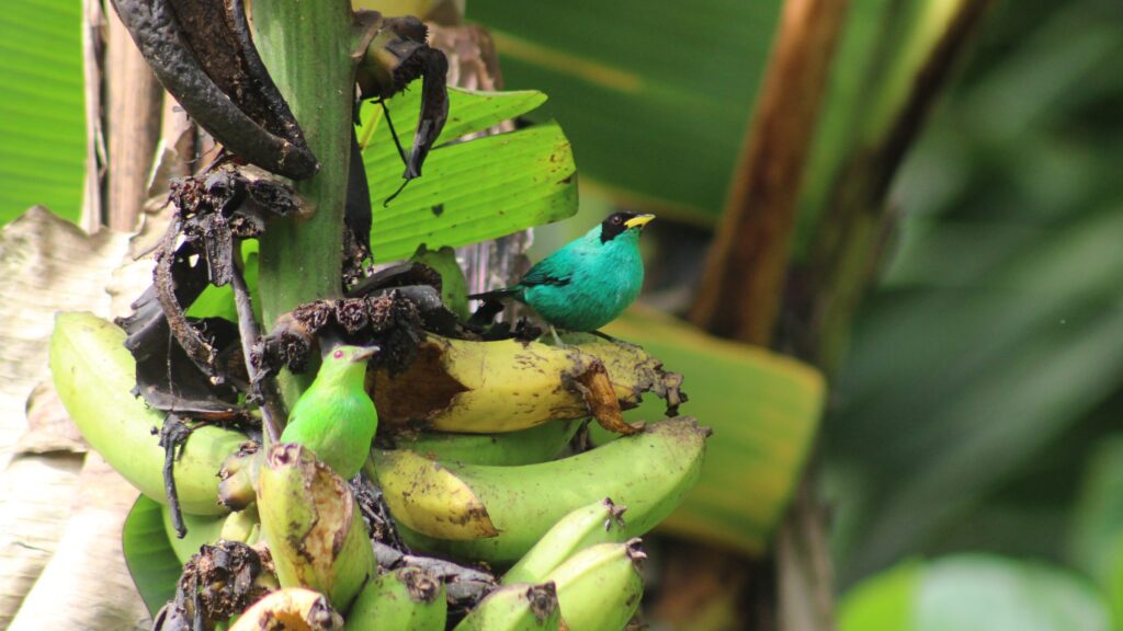 Mielero verde macho y hembra en un racimo de plátanos