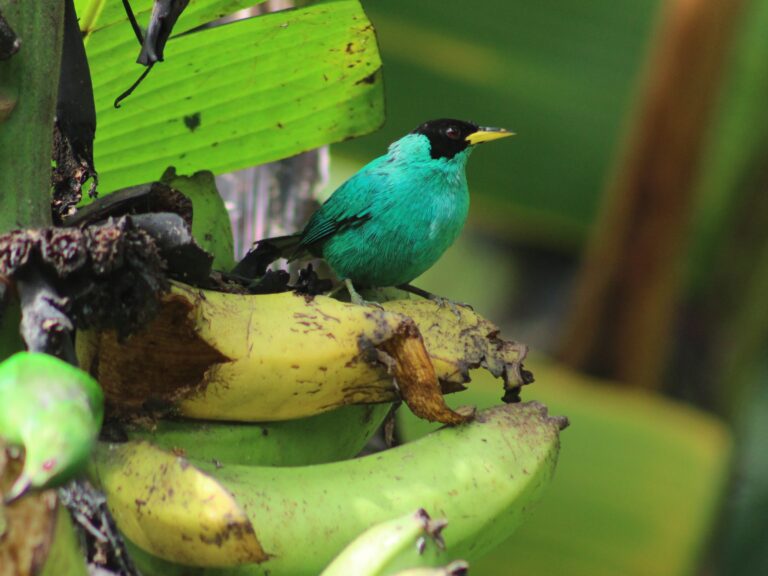 Mielero verde macho posado sobre un racimo de plátanos
