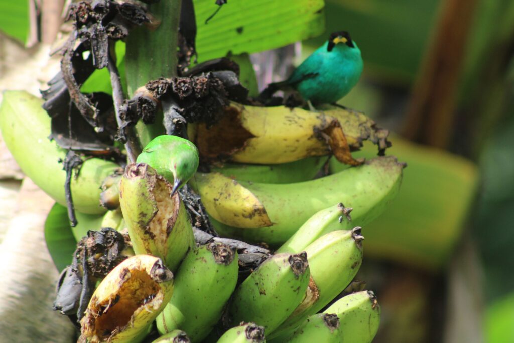 Mielero verde macho y hembra comiendo en un racimo de plátanos