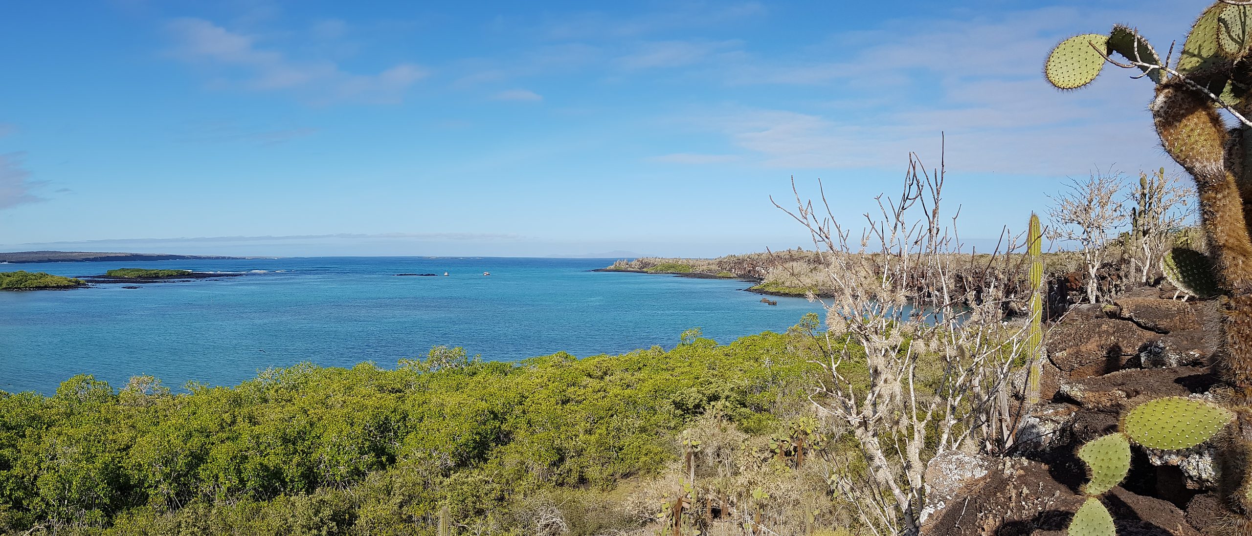 Bahía turquesa con manglar y cactus de tuna en Galápagos