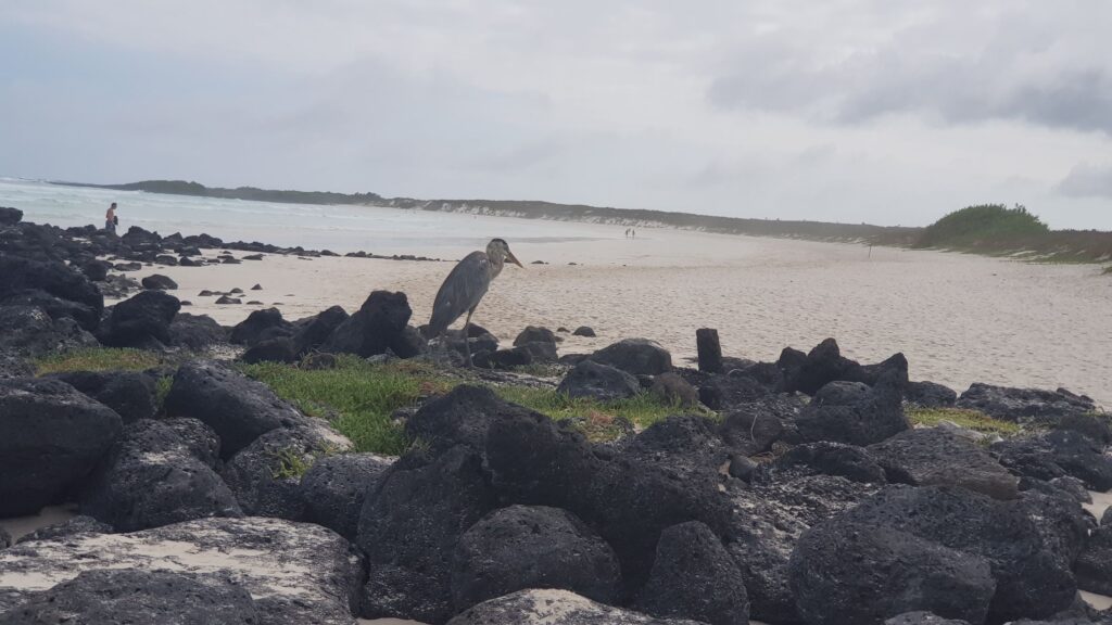 Garza entre rocas volcánicas en una playa de Galápagos