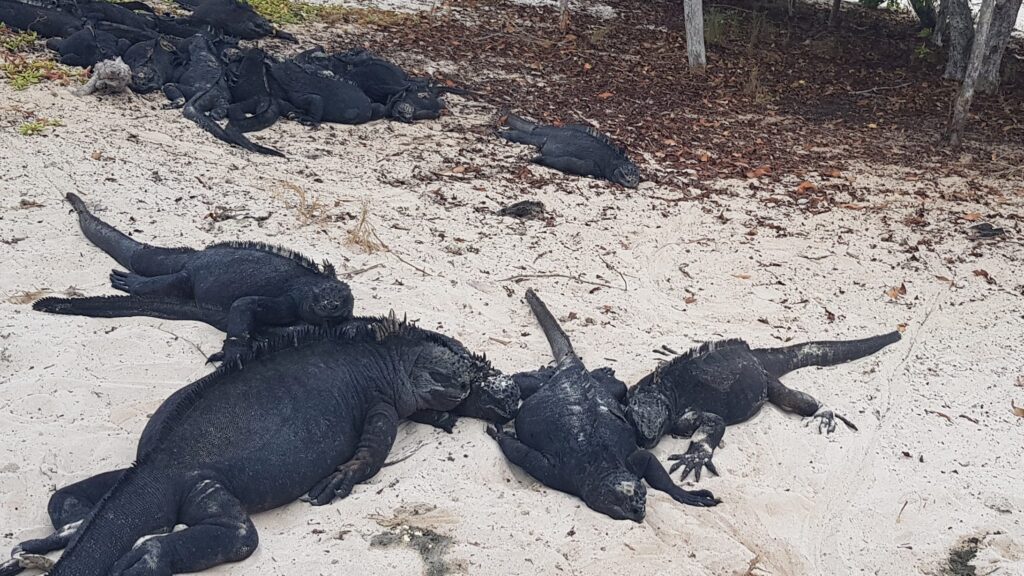 Iguanas marinas tomando sol en la arena en Galápagos