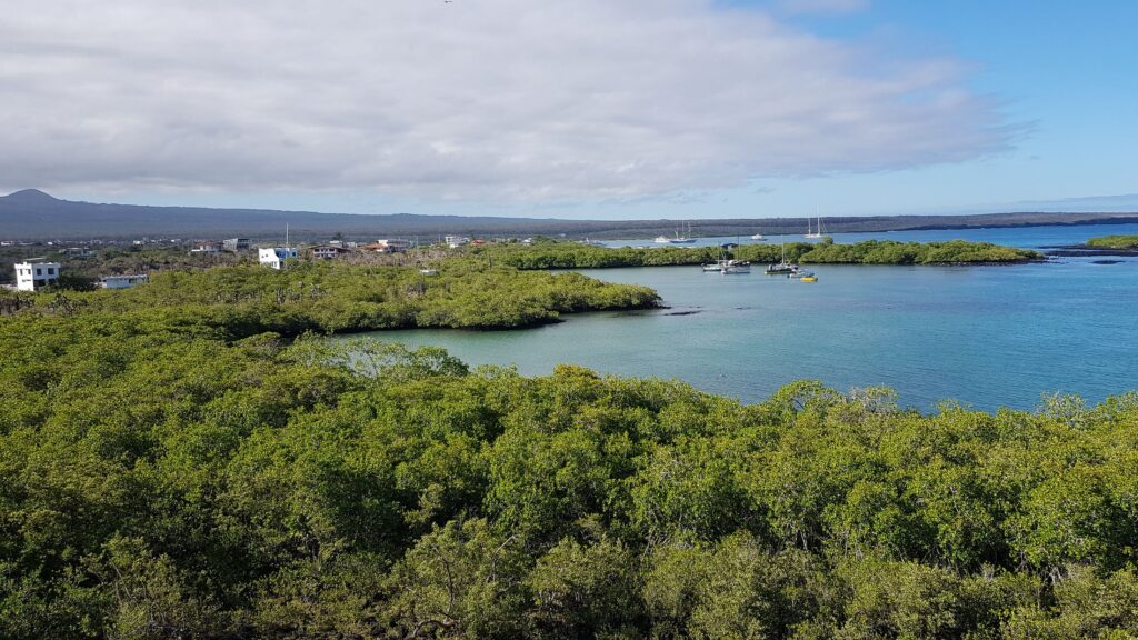 Manglar y veleros anclados en una bahía de Galápagos