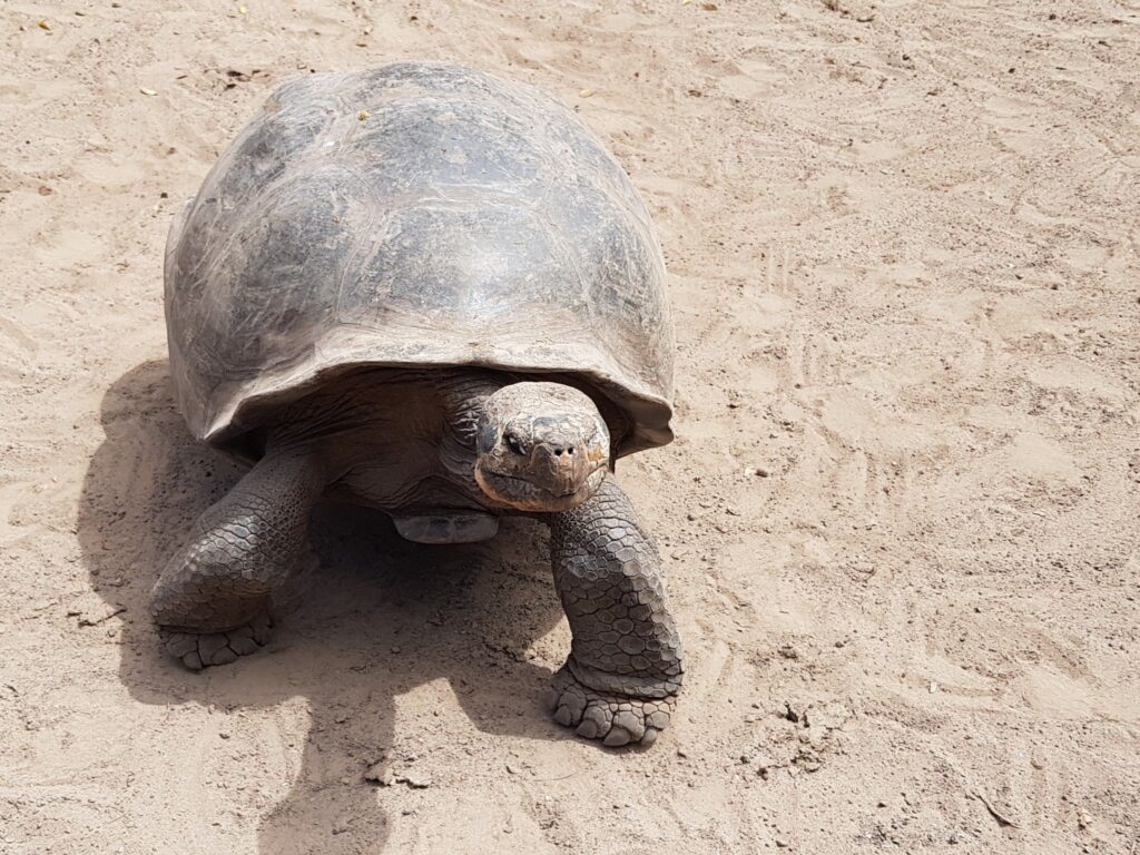 Tortuga gigante caminando sobre la arena en Galápagos