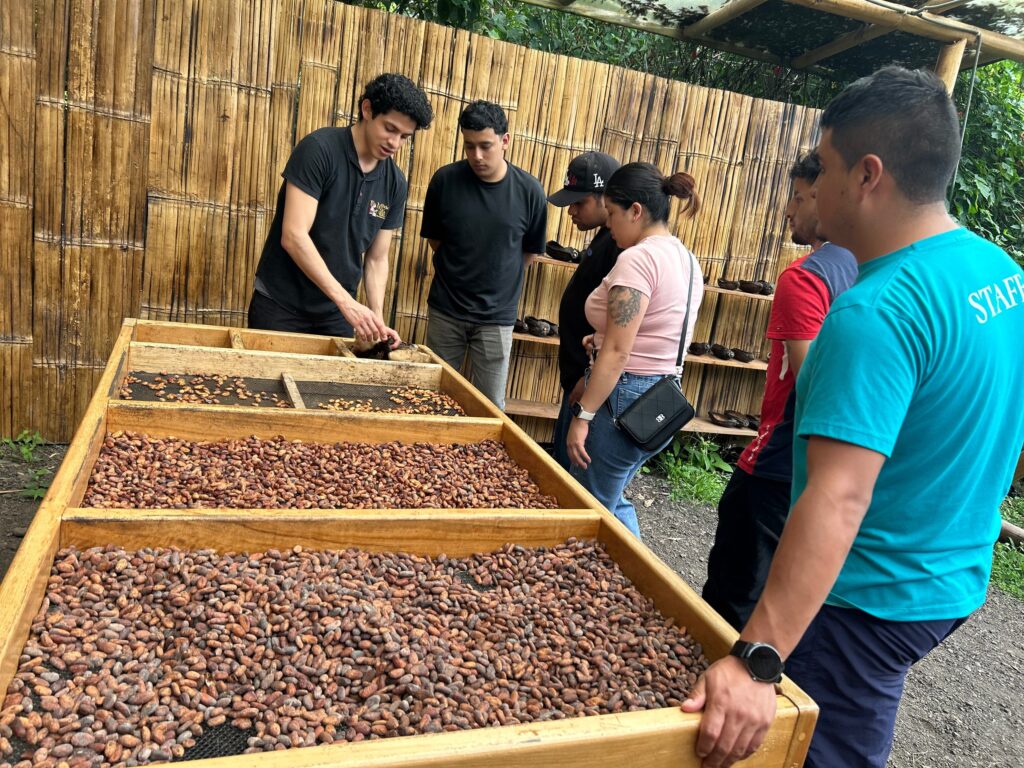 Guía mostrando los granos de cacao en los cajones de secado a un grupo de visitantes