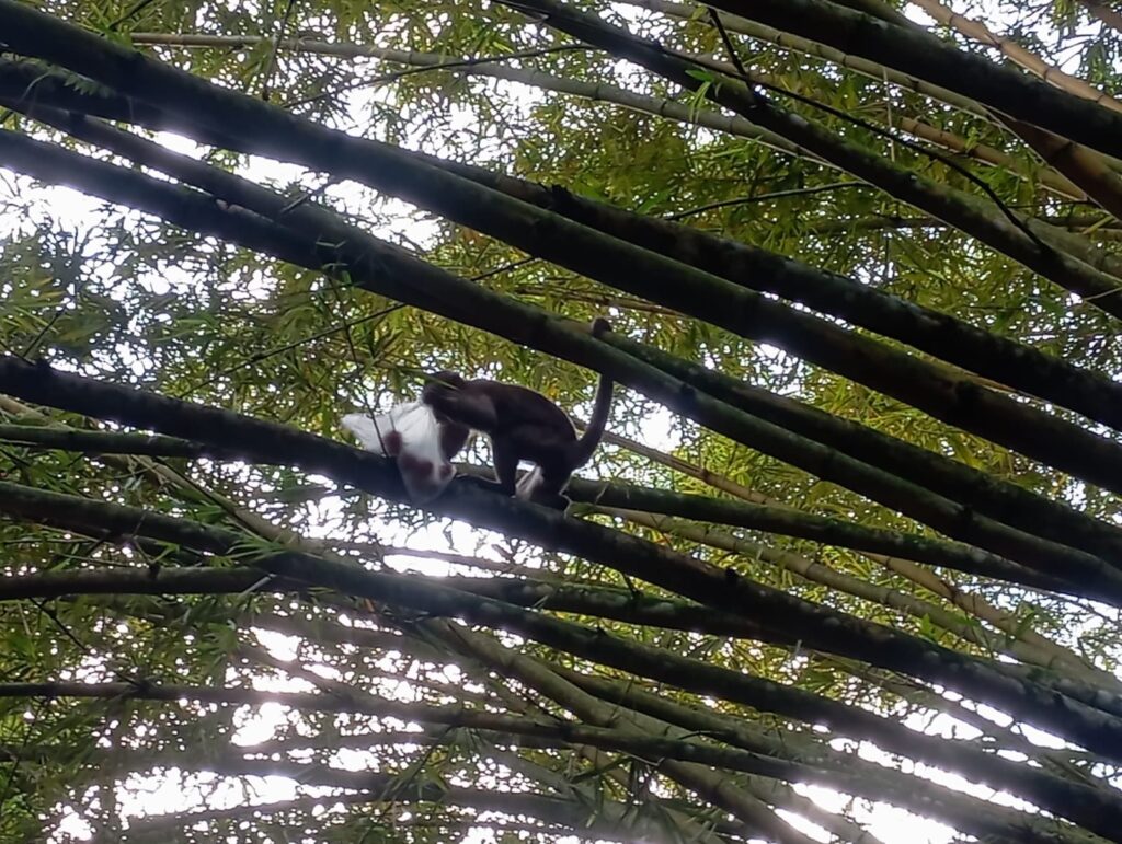 Mono de cara blanca y cuerpo negro trepando entre las cañas de bambú