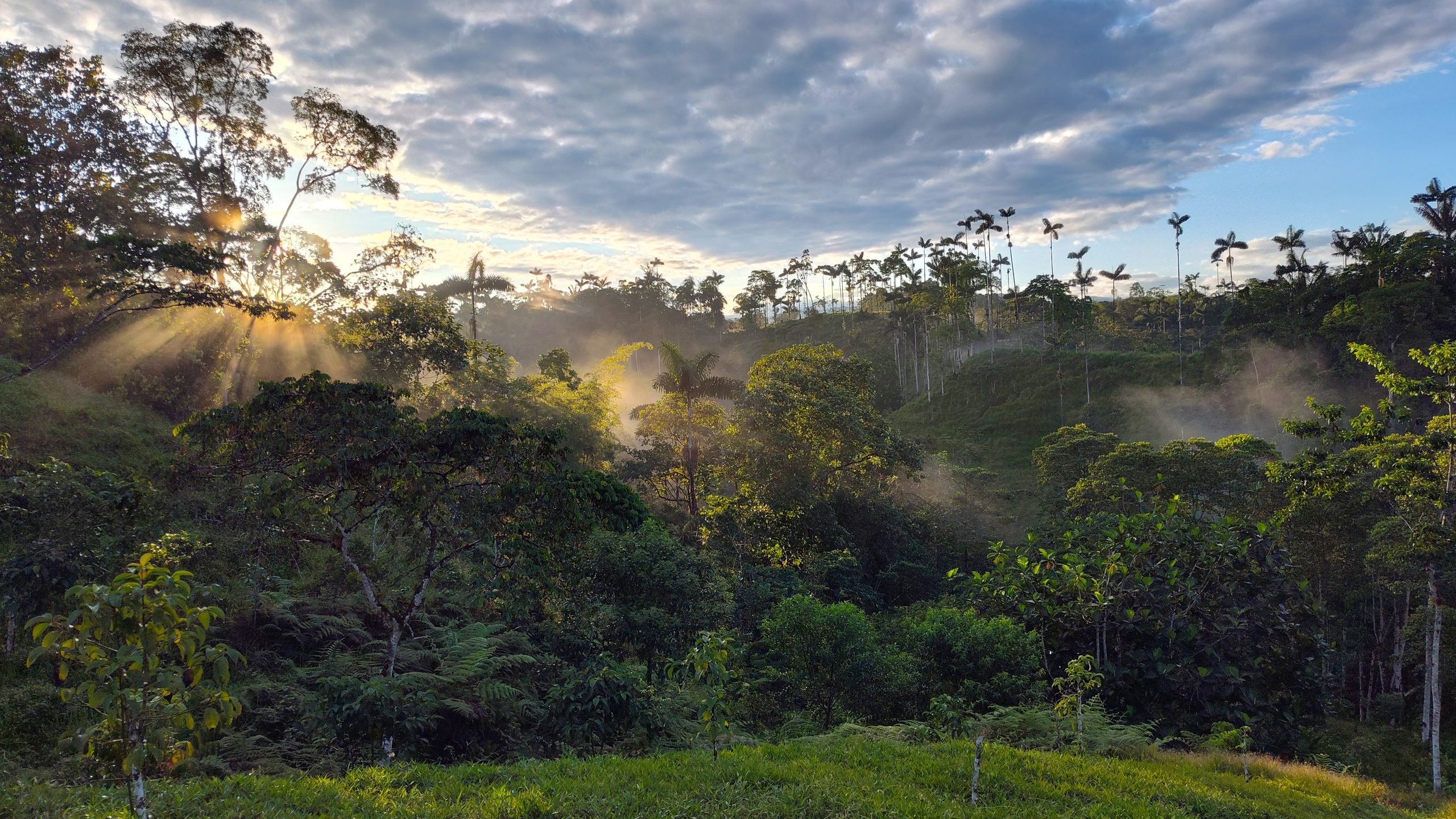 Amanecer con rayos de sol sobre el bosque y los potreros de Nido de Vida