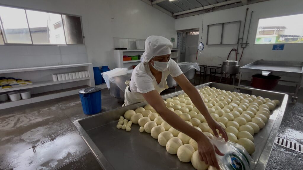 Trabajadora acomodando quesos frescos en una bandeja de la fábrica