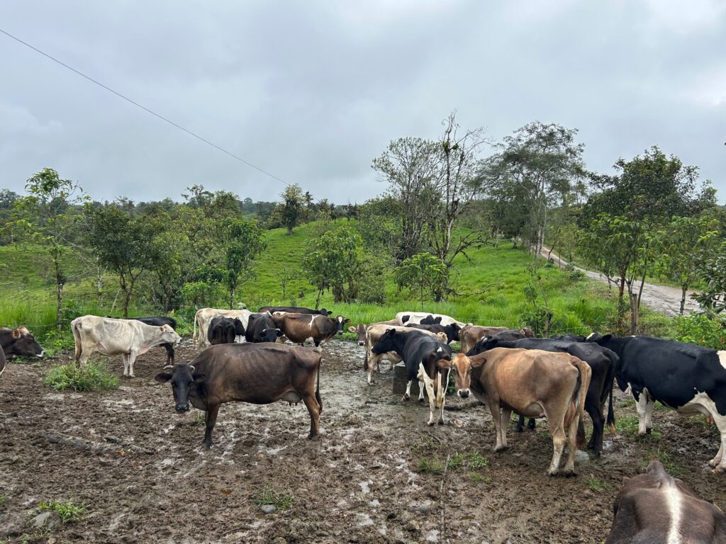 Vacas en el potrero de la finca con árboles al fondo