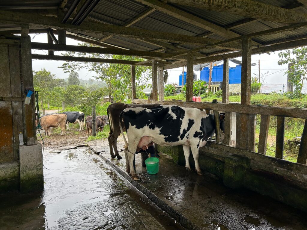 Vaca blanca y negra durante el ordeño en el establo de la finca