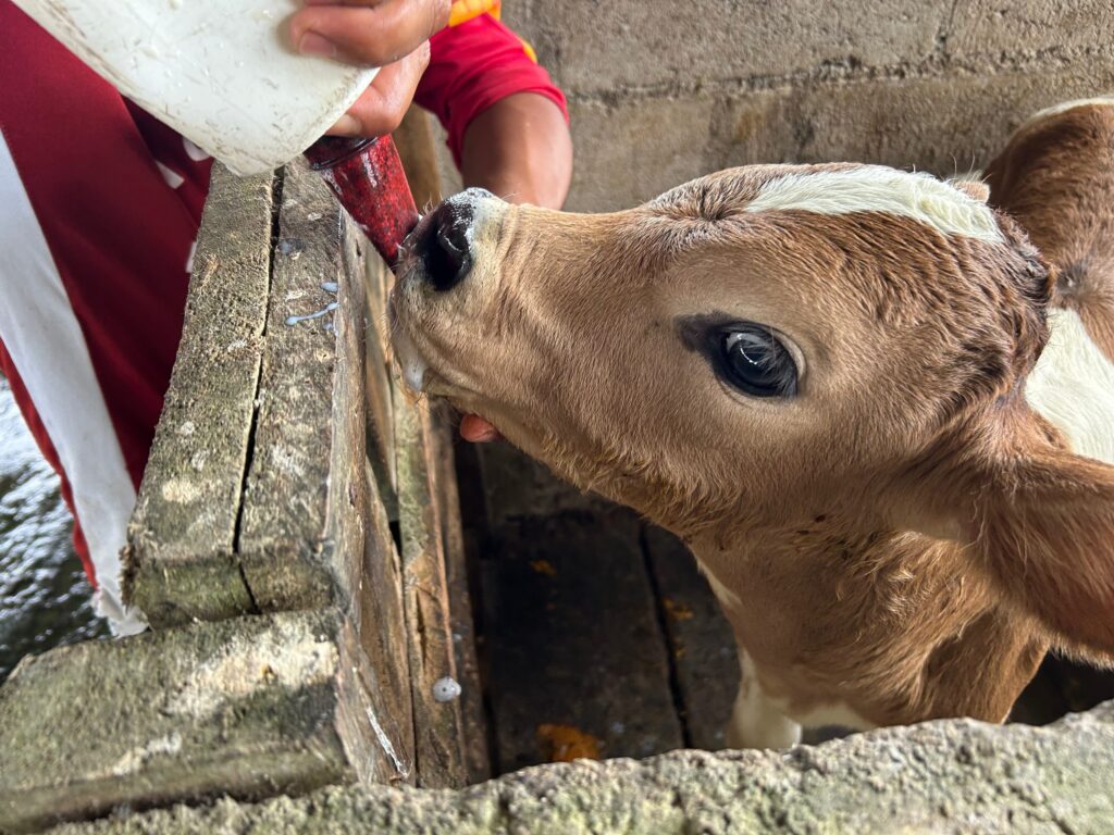 Ternero tomando leche de un recipiente en la finca